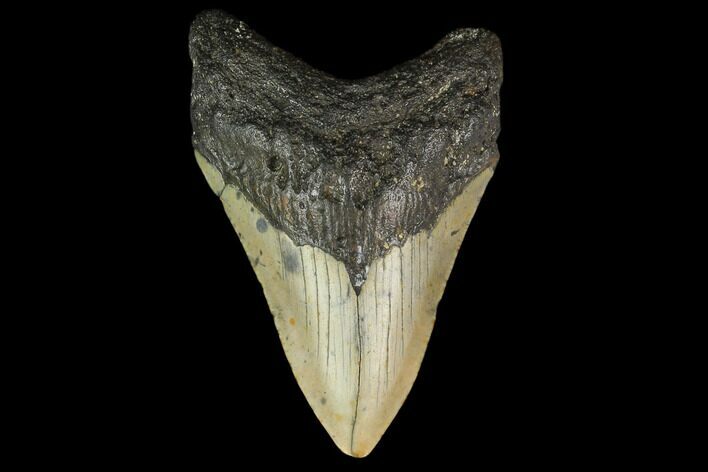 Fossil Megalodon Tooth - North Carolina #131584